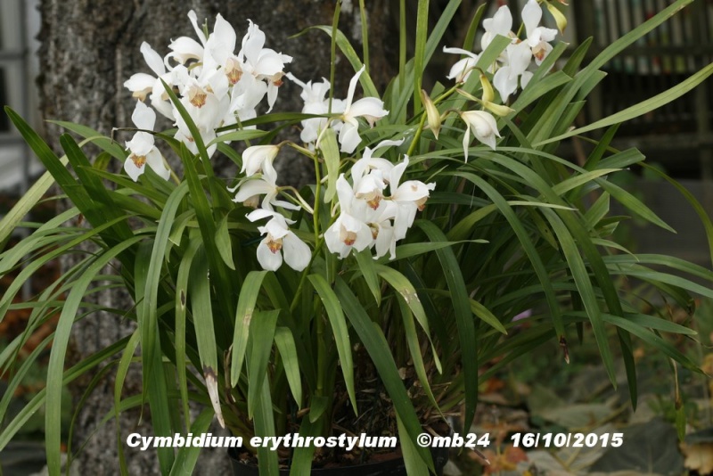 Cymbidium erythrostylum  Cymbid14