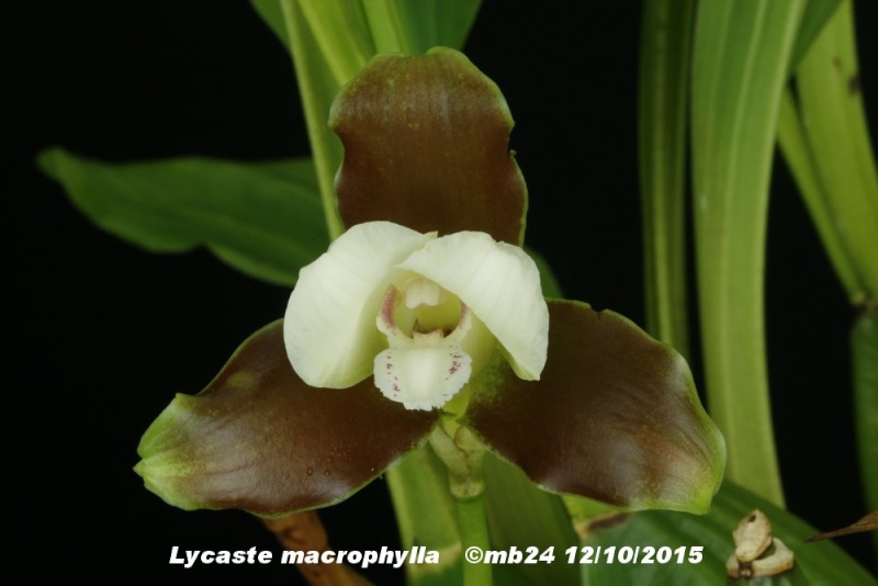 Lycaste macrophylla Lycast13