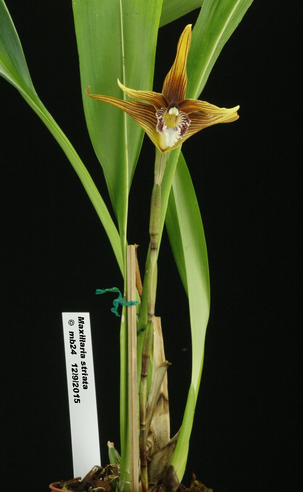 Maxillaria striata Maxill10