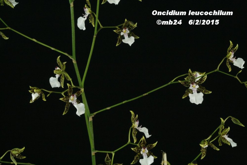 Oncidium leucochilum Oncidi11