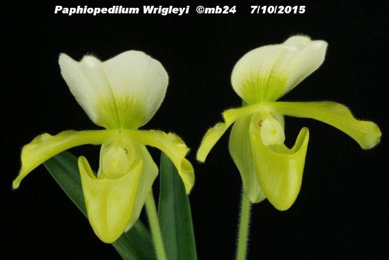 Paphiopedilum Wrigleyi (charlesworthii f. album x villosum f. album)) Paphio19