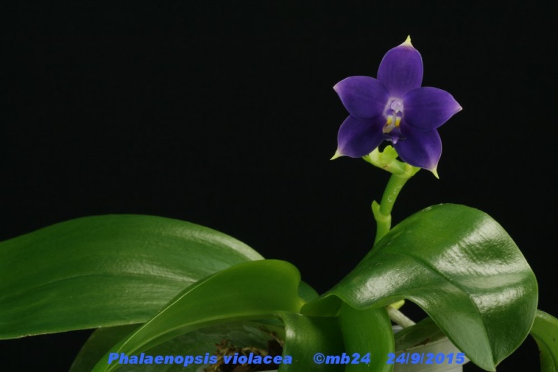 Phalaenopsis violacea f. coerulea  'unpeudingo' Phalae10