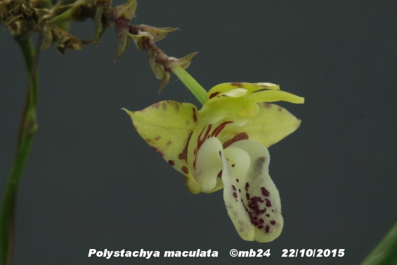 Polystachya maculata Polyst15