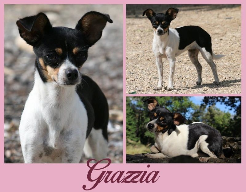 OCTOBRE : Grazzia, femelle chihuahua, 18 mois Grazzi10