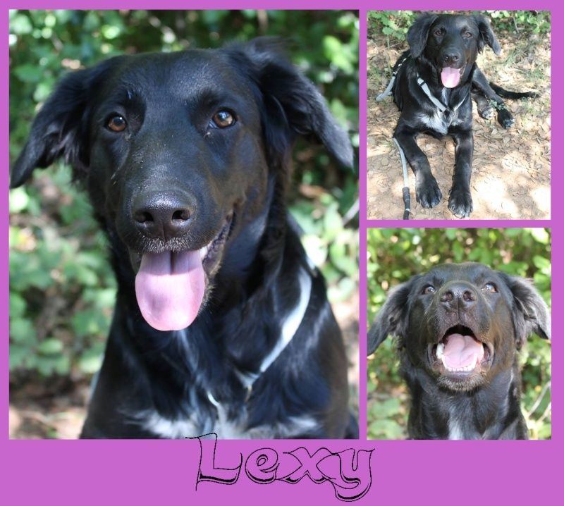 OCTOBRE : Lexy, femelle croisée Border Collie/Epagneul, 5 mois et demi Lexy10