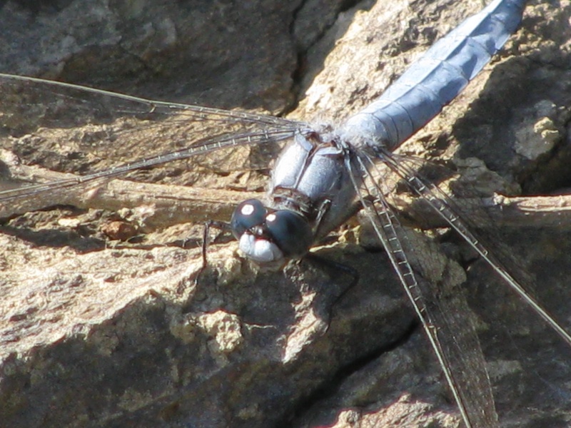 [Orthetrum brunneum] O. bruneum en WU02 Img_5210