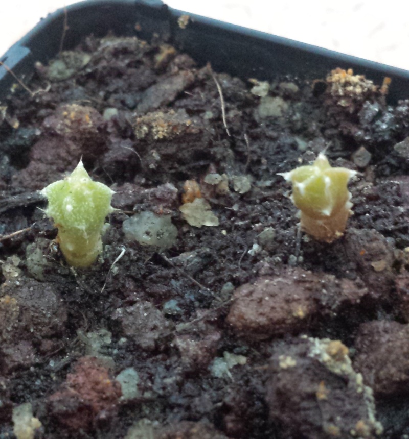 Astro seedlings (with pics) 20150915