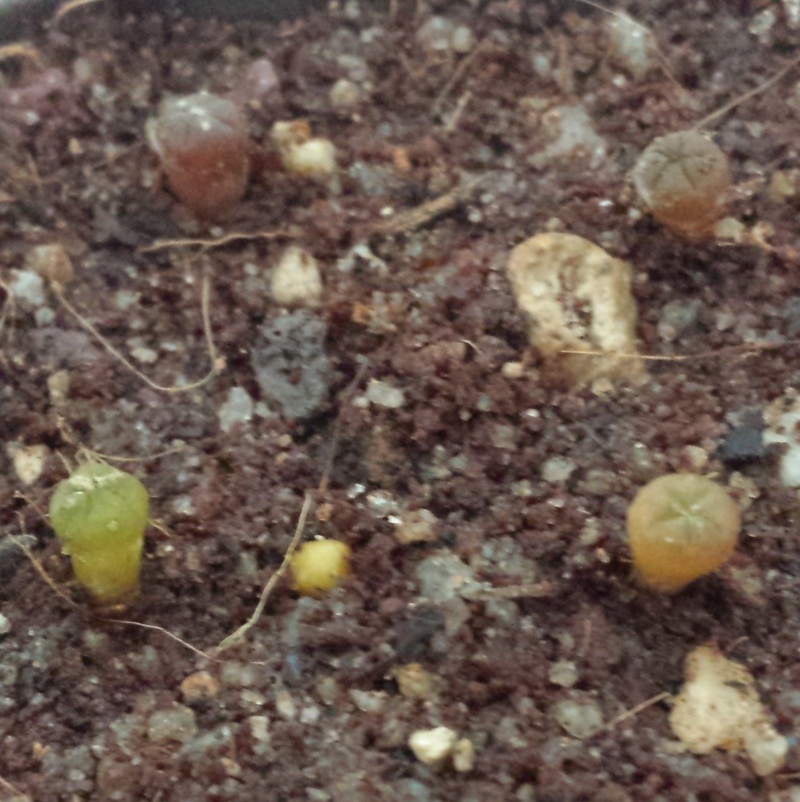 Astro seedlings (with pics) 20150920