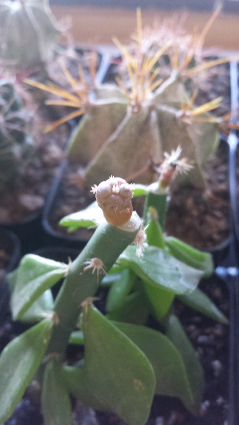 My grafts (with pics) 20150922