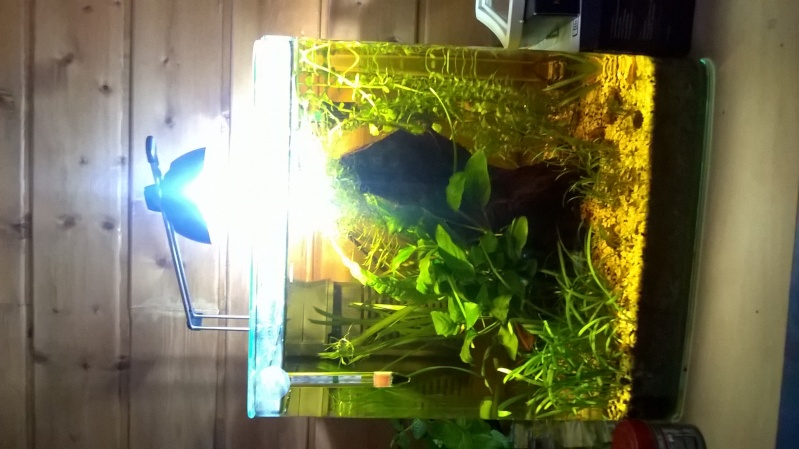 Remise en eau aquarium 25L - Page 5 Wp_20118