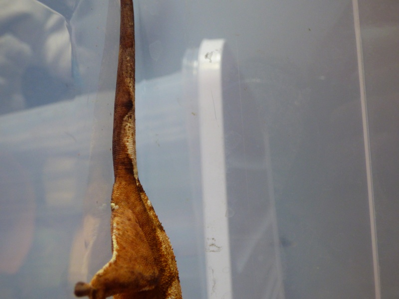 Sexage gecko à crête et phelsuma grandis Nc_7_o11