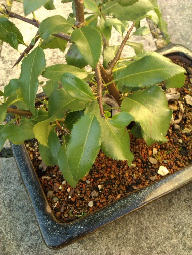 Mystery Tree Help please Mp210