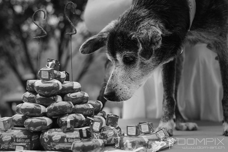 Floppy: le + vieux chien du monde pourrait être suisse! Floppy10