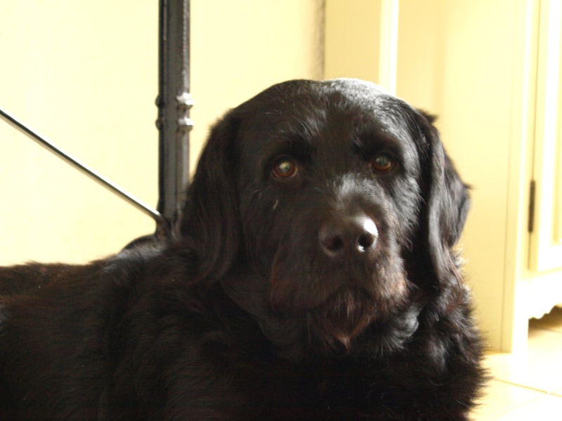 Evolution "physique" de vos chiens - Page 10 P2141710
