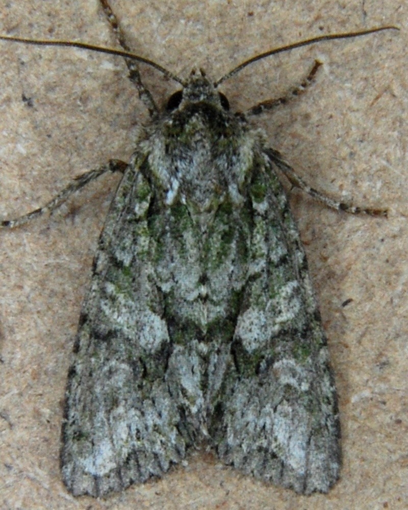 Le 30 10 2015 estuaire du Frémur-Saint Briac [Dryobotodes eremita,Rhizedra lutosa,Diloba caeruleocephala,Thera cupressata] Ere110