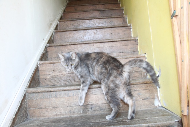 ISOLDE, européenne tortie tabby, 1an, F Img_9616