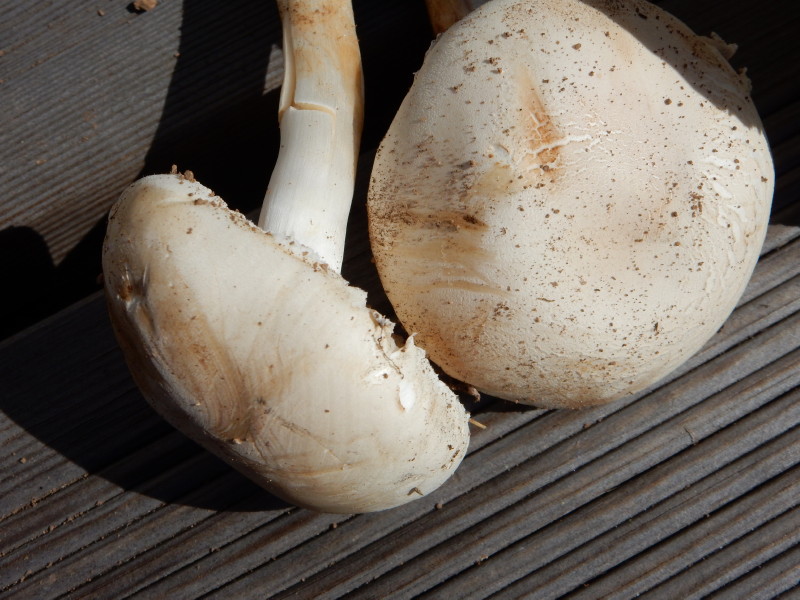 champignons à identifier 00211