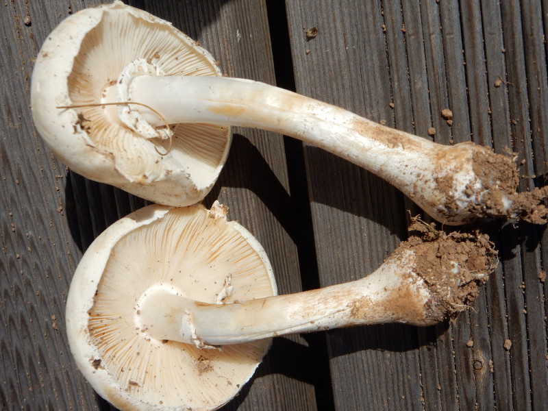 champignons à identifier 00410