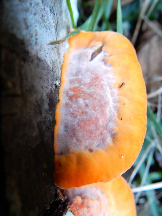 Un joli champignon 004_f10