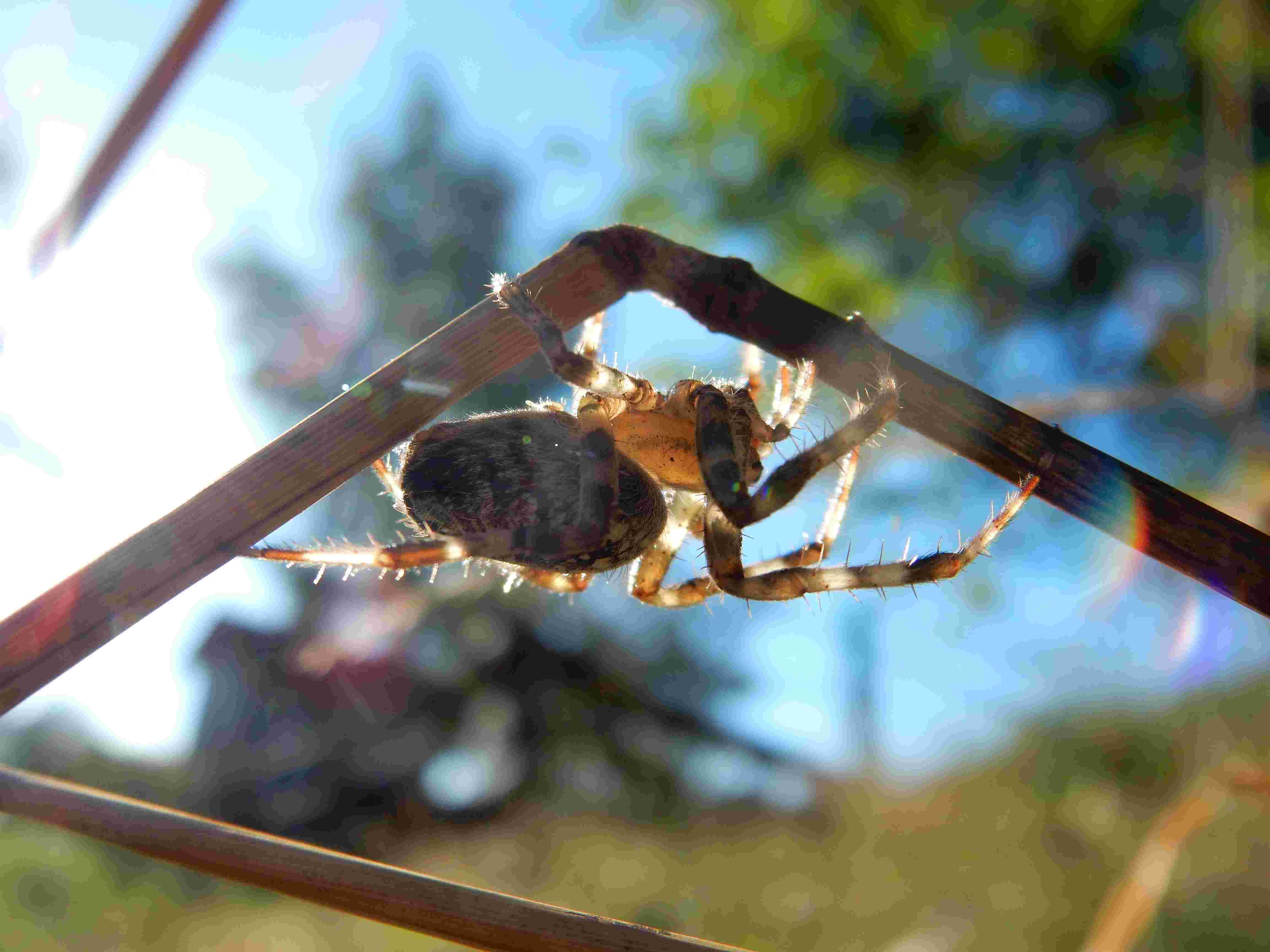 [résolu]araneus diadematus Clerck 1757 épeire diadème 00510