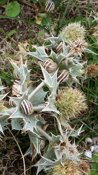 escargots (des jardins ?) groupés sur du panicaut maritime 20150810