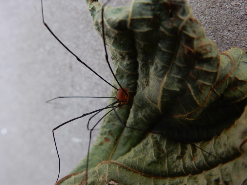 [résolu]araneus diadematus Clerck 1757 épeire diadème F_00212