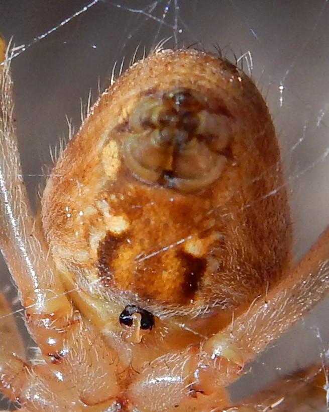 [résolu]araneus diadematus Clerck 1757 épeire diadème F_00810