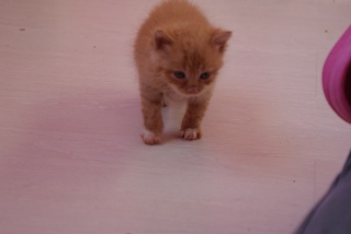 Nos chats de 2015 - Page 2 Dsc04613