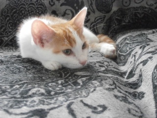 Larry (Soupline), chaton douceur roux et blanc, né fin mai 2015 P9110012