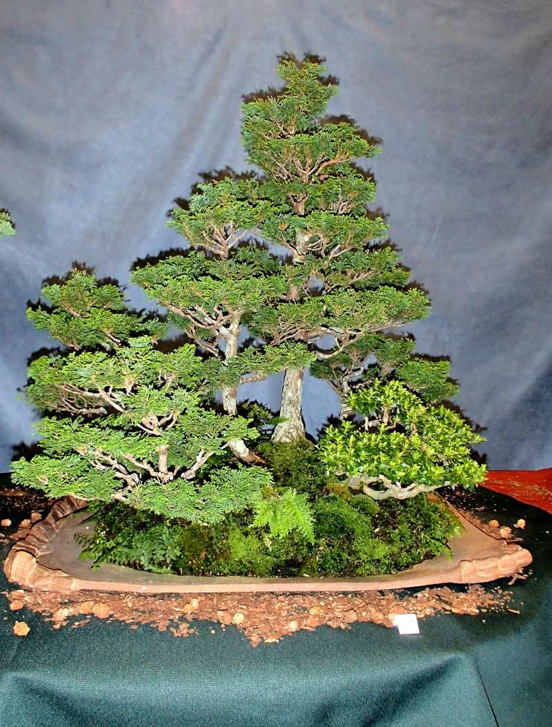 American Bonsai at the NC Arboretum - Page 27 Pa100028