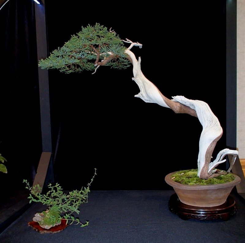 American Bonsai at the NC Arboretum - Page 27 Pa100113