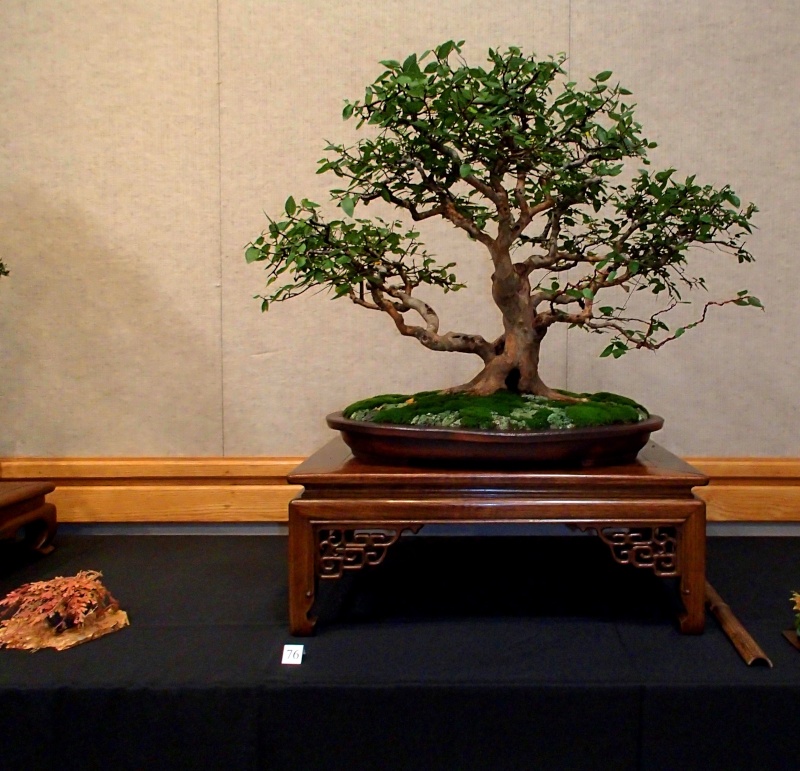 American Bonsai at the NC Arboretum - Page 27 Pa100115