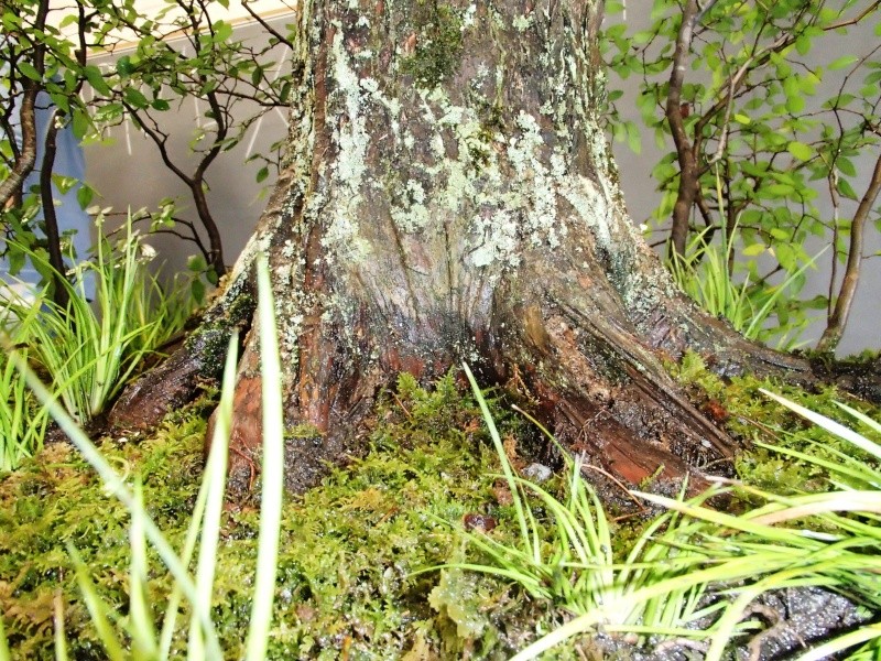 American Bonsai at the NC Arboretum - Page 27 Pa110130