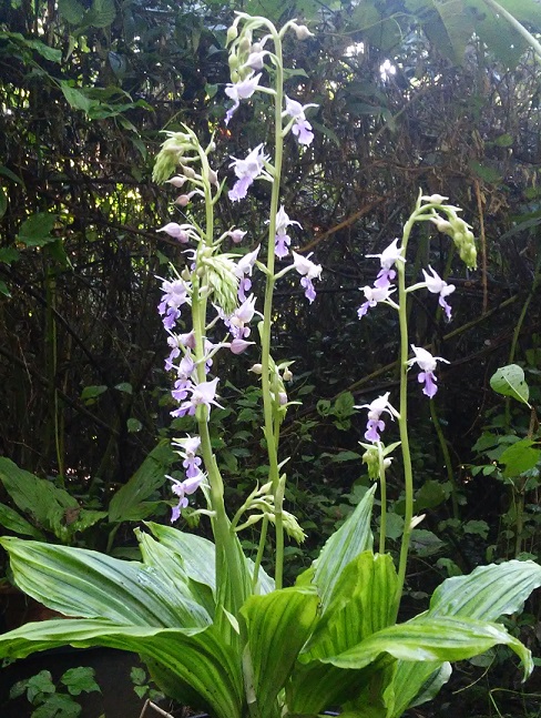 Calanthe reflexa 20150910