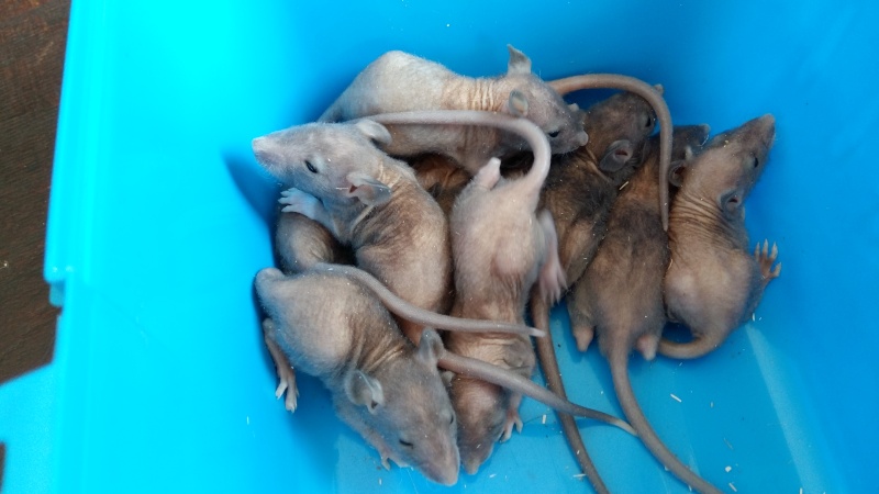 Bébés rats nus à réserver 20150910