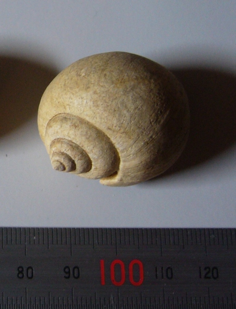 Identification fossile du bassin parisien N°02 Ampull11