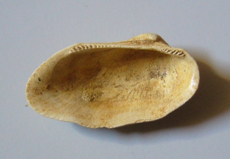 Identification fossile du bassin parisien N°3 P1090310