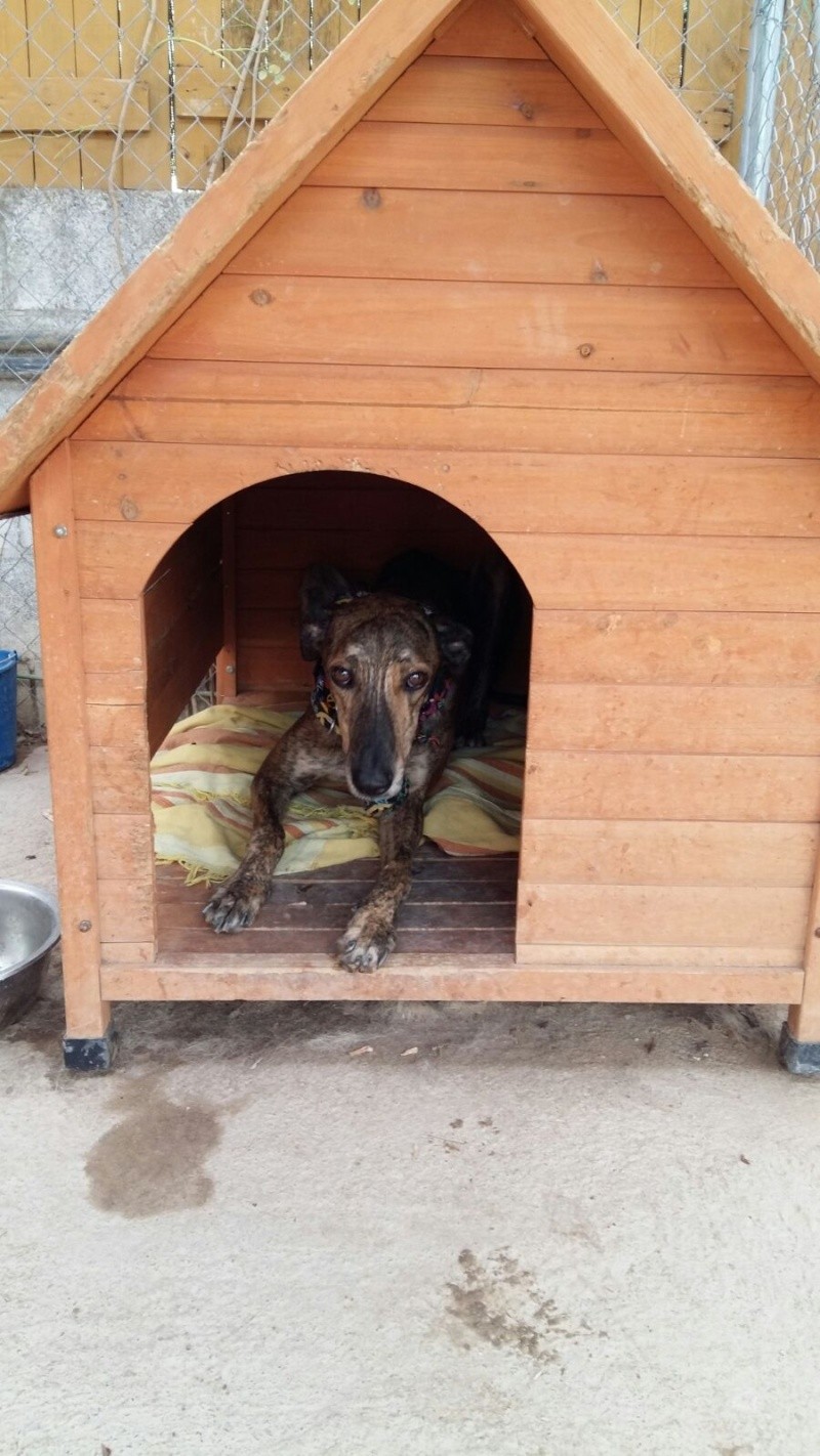 urgent - MARCO - galgo 4  ans  (4 ans de refuge) - Asso Une Histoire de Galgos - Andalousie (Espagne) 8_octu17