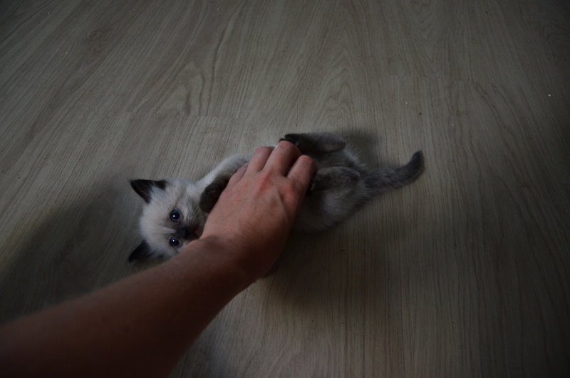Lenny, chaton européen, né en juillet 2015. Dsc_5510