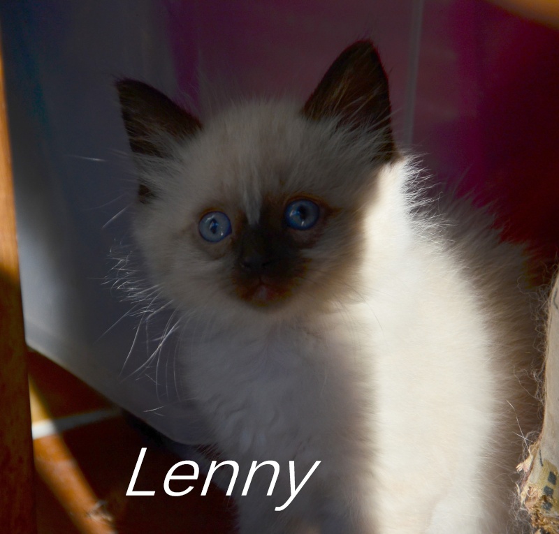 Lenny, chaton européen, né en juillet 2015. Dsc_5812