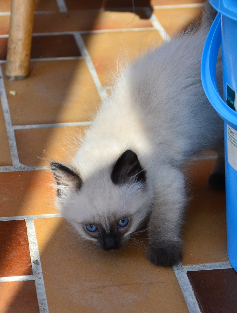 Lenny, chaton européen, né en juillet 2015. Dsc_5813