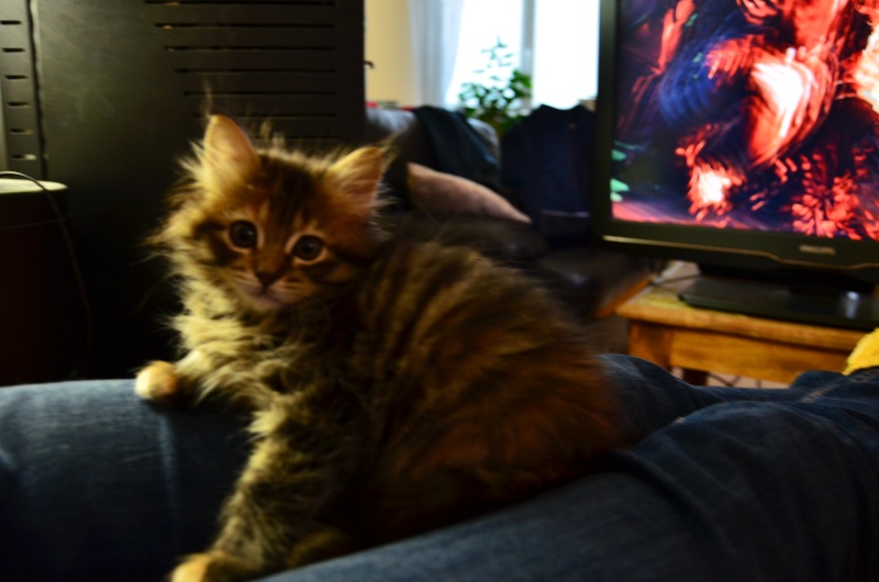 LOLITA-femelle tigrée angora-née le 22/08/2015 Dsc_6510