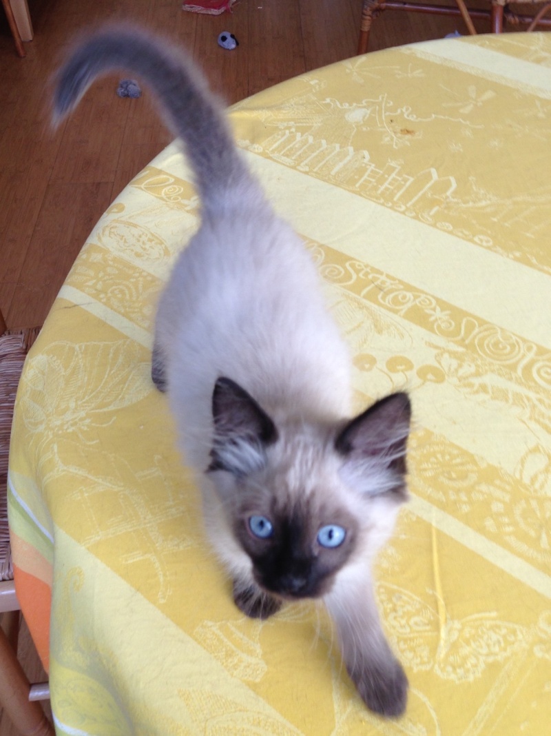 Lenny, chaton européen, né en juillet 2015. Photo10