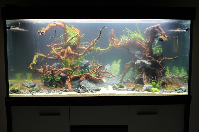 Mon aquarium 400 litres (vidéo page 5) Img_4210