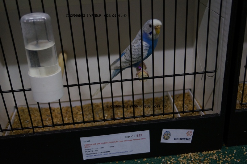 LAOD 44ième SALON DES OISEAUX - INTERREGIONAL 2015 - DOULLENS Dsc05113