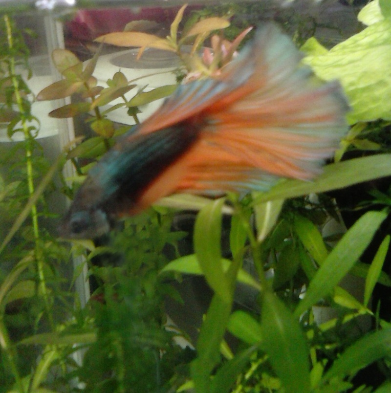 Bihaï Cam00810