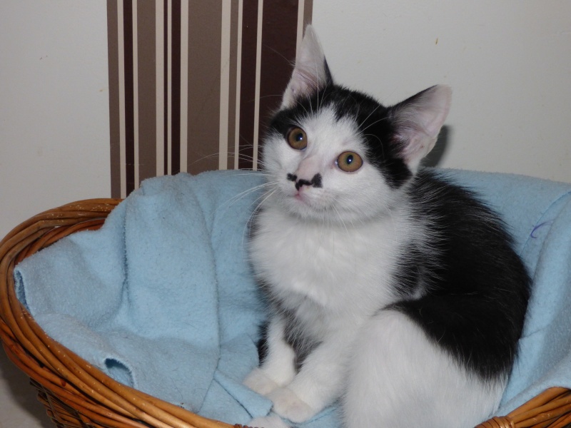 Pergame, chaton blanc et noir, né début juillet 2015 Pergam12