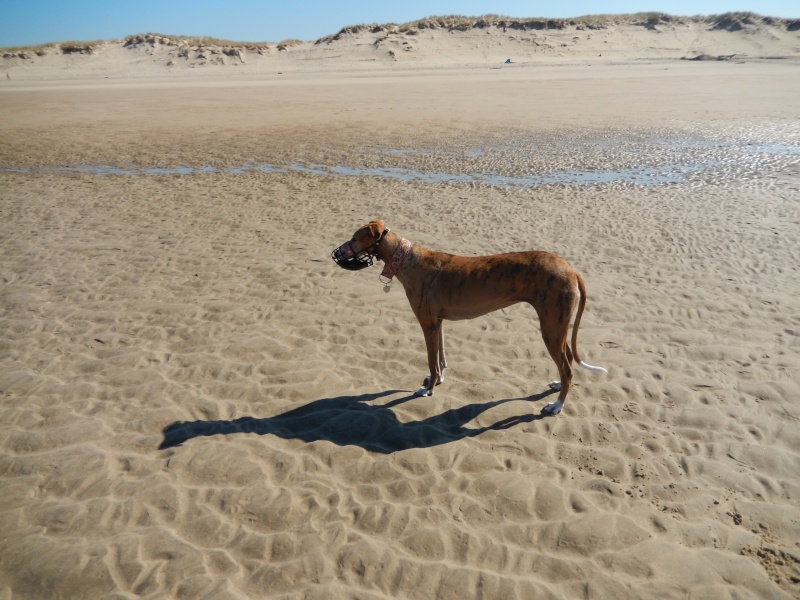 April – un amour de galga bringée/rousse Scooby France – Adoptée ! - Page 6 04510