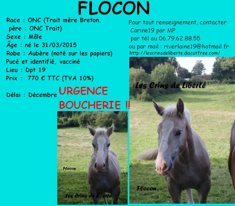 Dept19, FLOCON, ONC Trait, réservé par Britta en Allemagne!! (Novembre 2015) Flocon10