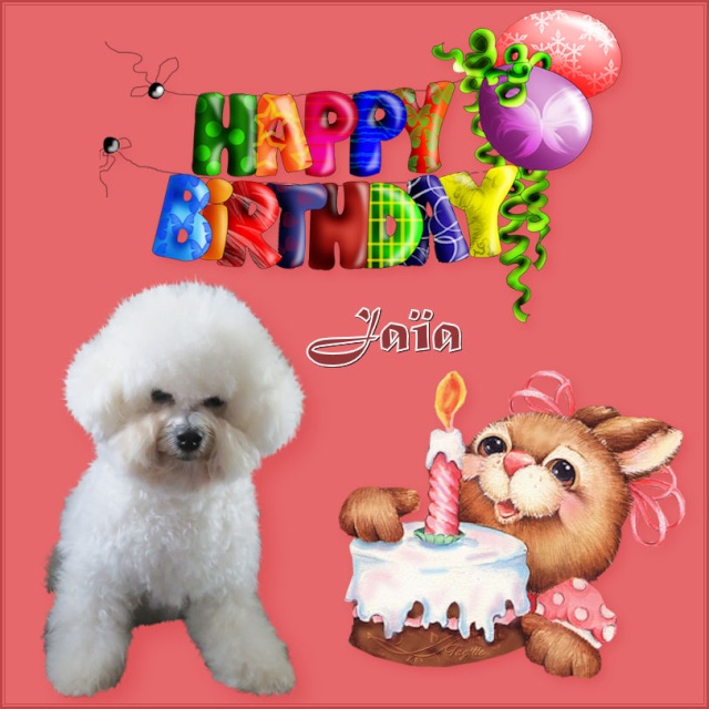 Joyeux Anniversaire Jaia Anniversaires De Vos Bichons Et Petits Chiens Lions Nimo